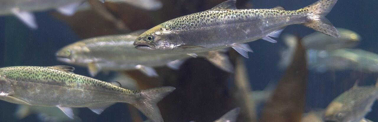 ����: inaktau.kz