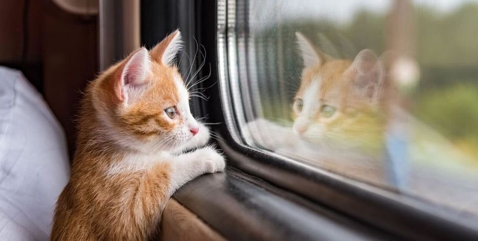 Как перевозить домашних животных в поездах Казахстана