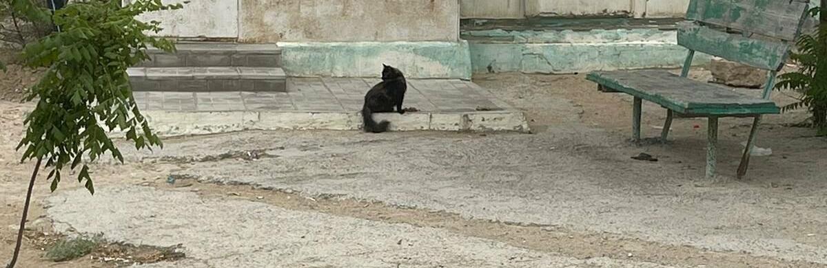  ������ ����� ������ ����� ����� ����������� 500 