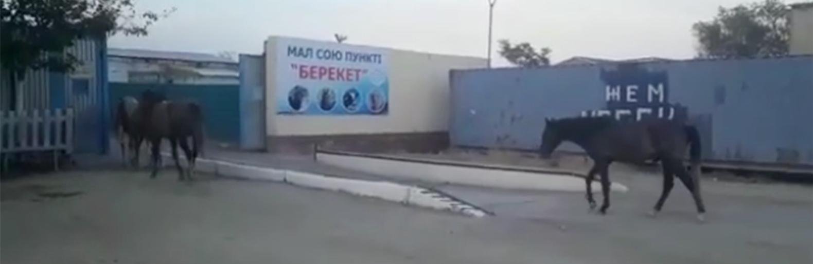  ������ �������� ����� ������� ����������� 