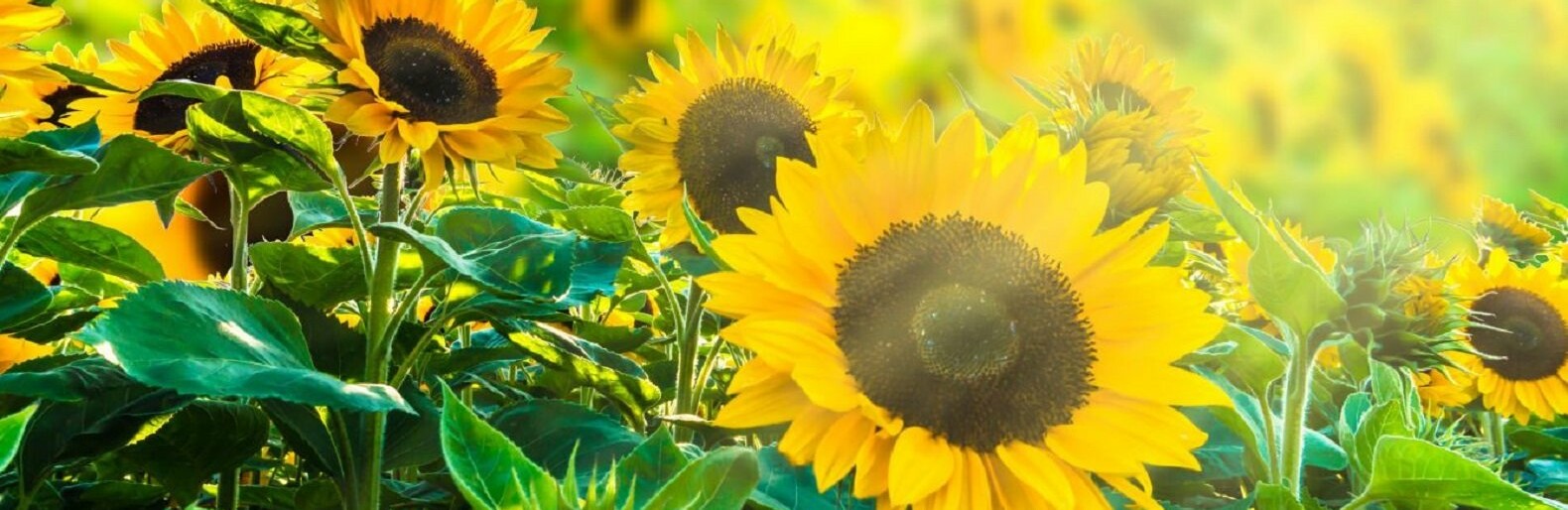 ����: inaktau.kz