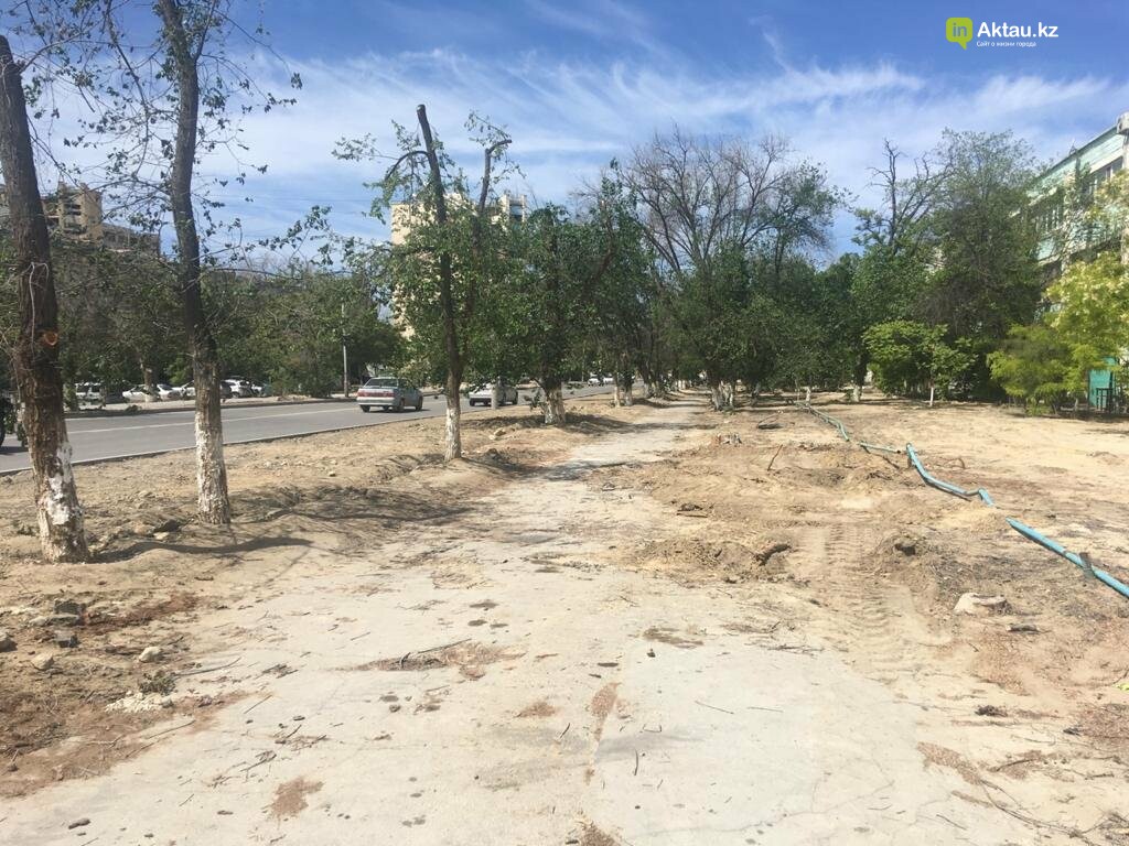 Самую зеленую аллею в Актау может заменить газон, фото-3 Самую зеленую аллею в Актау может заменить газон, фото-3