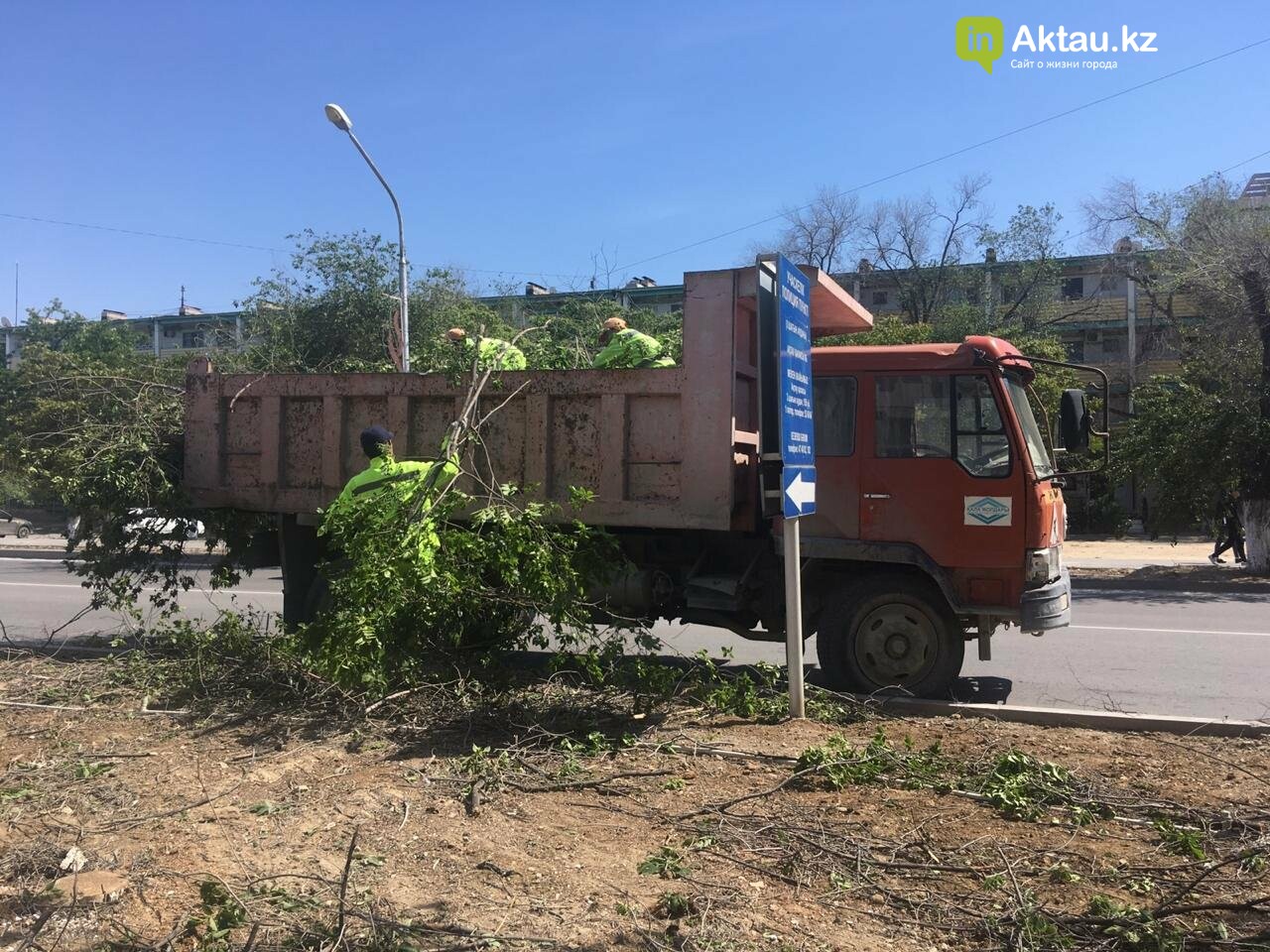 Самую зеленую аллею в Актау может заменить газон, фото-2 Самую зеленую аллею в Актау может заменить газон, фото-2