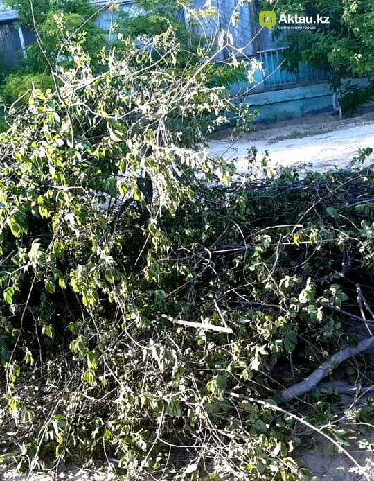 Зачем на самой зеленой аллее Актау у деревьев срезали крону..., фото-2 Зачем на самой зеленой аллее Актау у деревьев срезали крону, рассказали в ОО "Атамекен" , фото-2