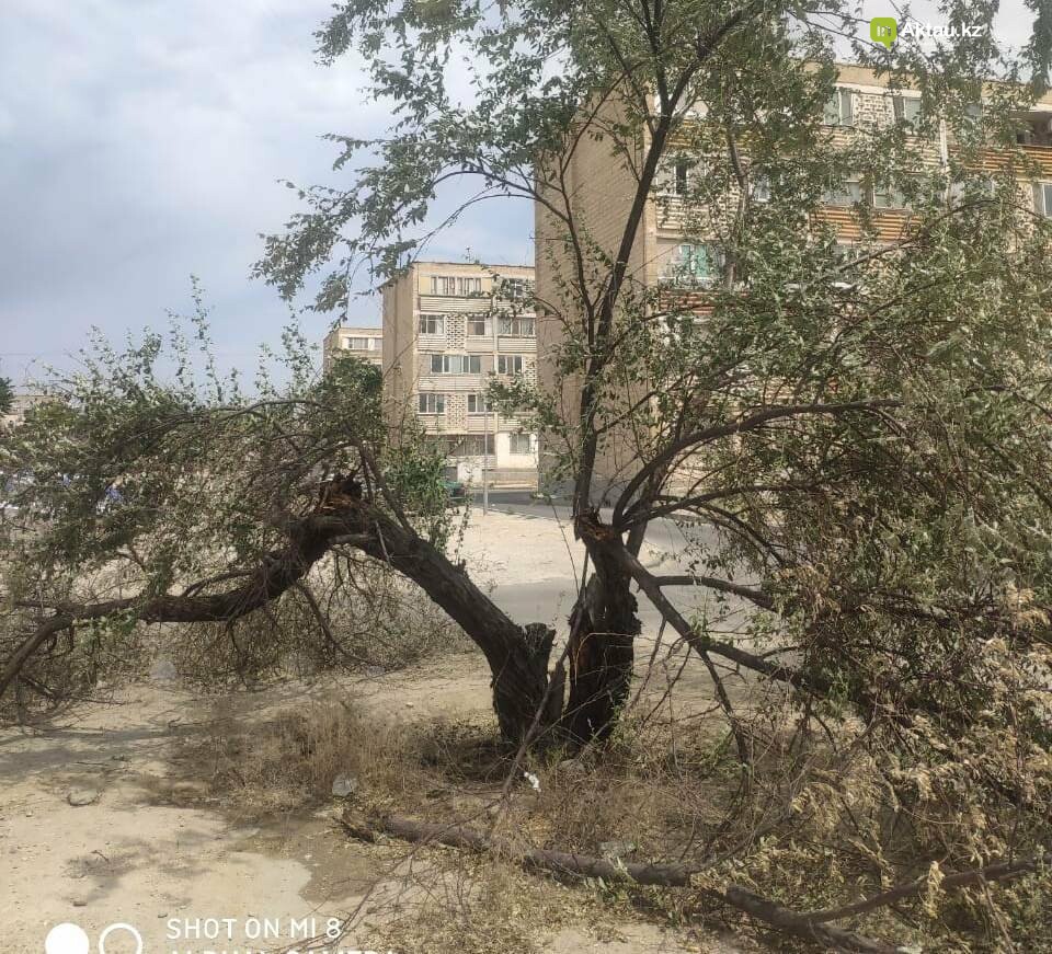 Полив деревьев в Актау - это фарс и очковтирательство: экол..., фото-1 Полив деревьев в Актау - это фарс и очковтирательство: экологи обращаются в генеральную прокуратуру , фото-1