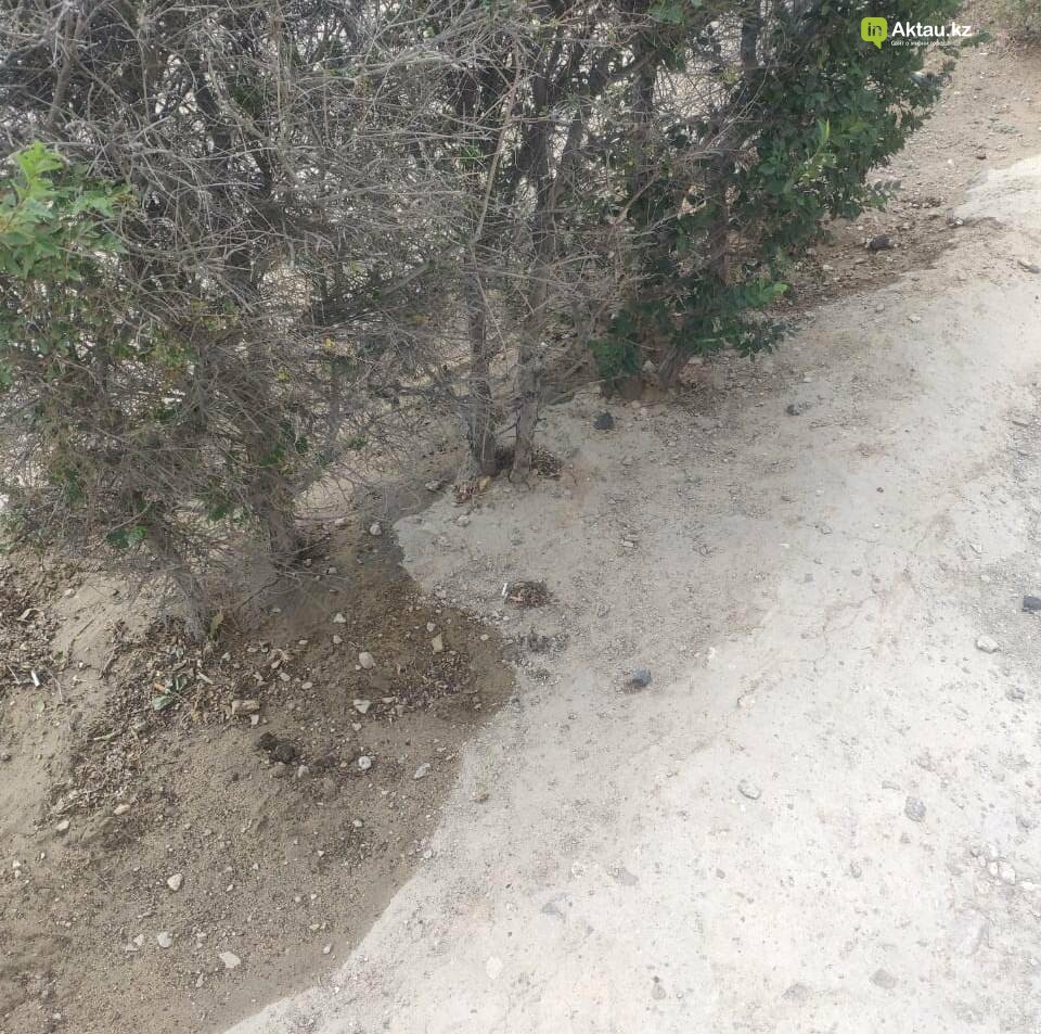 Полив деревьев в Актау - это фарс и очковтирательство: экол..., фото-2 Полив деревьев в Актау - это фарс и очковтирательство: экологи обращаются в генеральную прокуратуру , фото-2