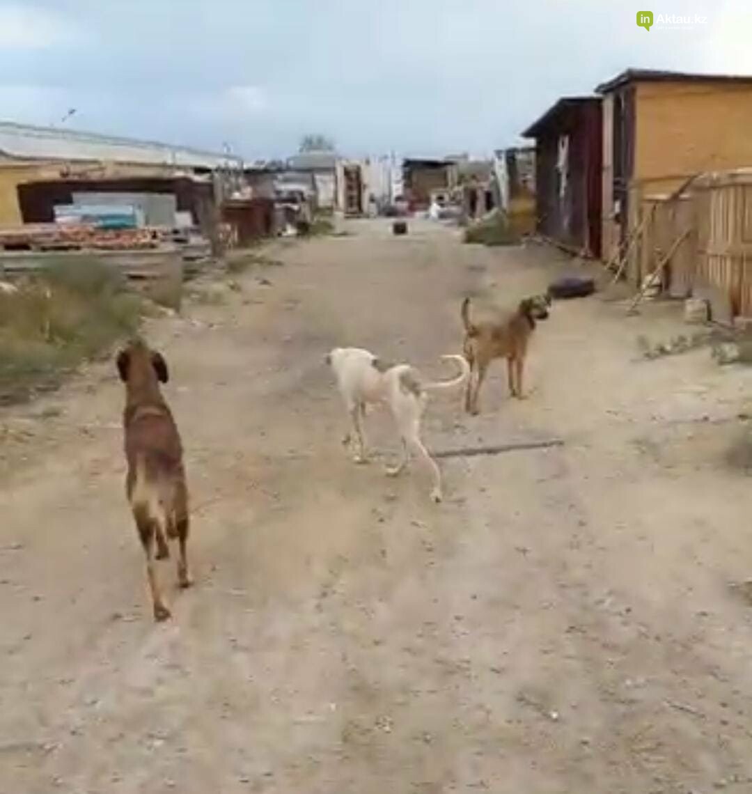 В Актау ограбили приют для собак , фото-2 В Актау ограбили приют для собак , фото-2