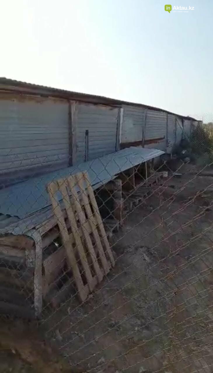 В Актау ограбили приют для собак , фото-1 В Актау ограбили приют для собак , фото-1