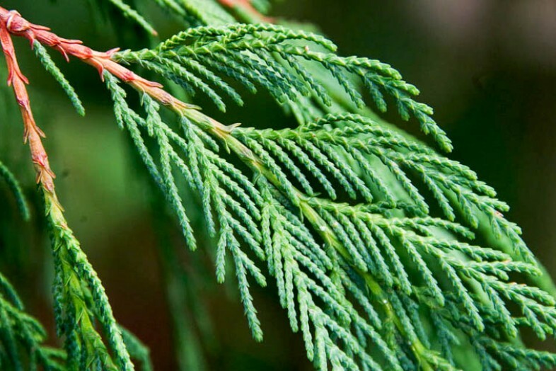 Вечнозеленая ветвь. Кипарис Cupressus sempervirens. Кипарис вечнозеленый (Cupressus sempervirens). Кипарис - Cupressus. Кипарис хвоя.