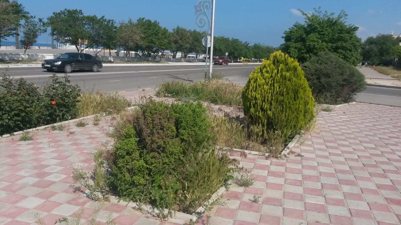 Миллионные тендера на озеленение: Актау снова порос сорняком, фото-1 Миллионные тендера на озеленение: Актау снова порос сорняком, фото-1
