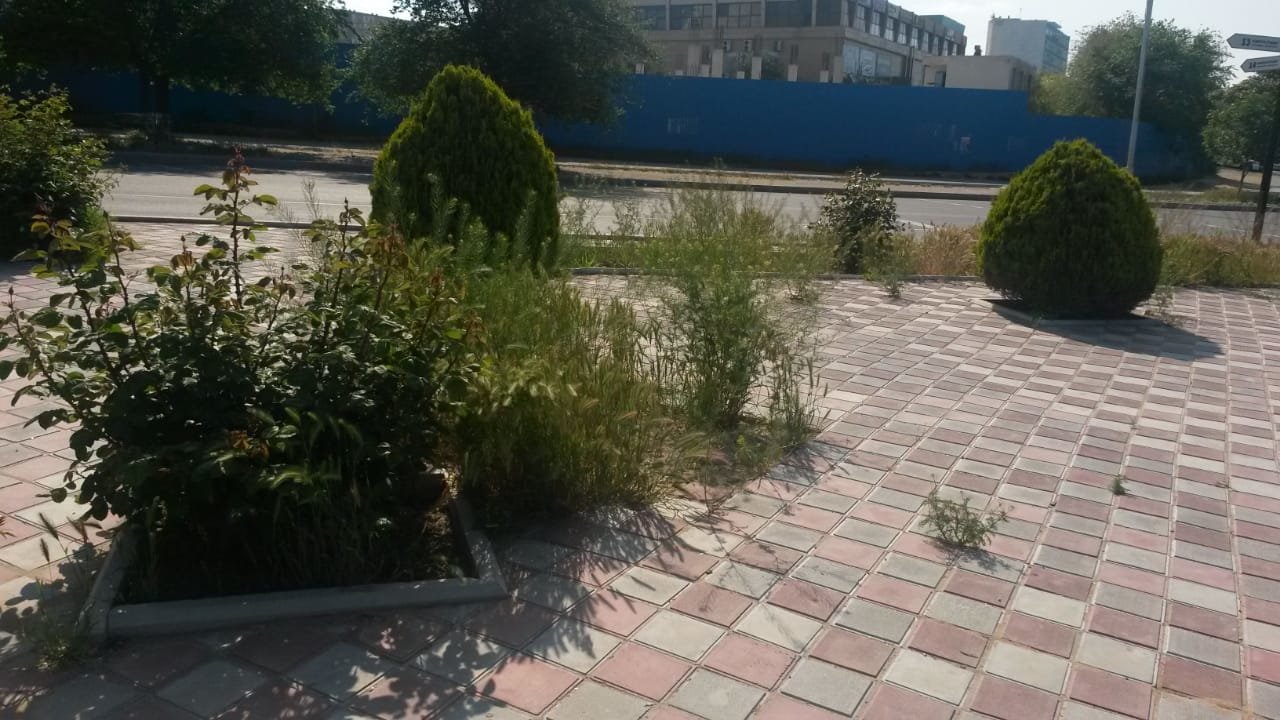 Миллионные тендера на озеленение: Актау снова порос сорняком, фото-3 Миллионные тендера на озеленение: Актау снова порос сорняком, фото-3