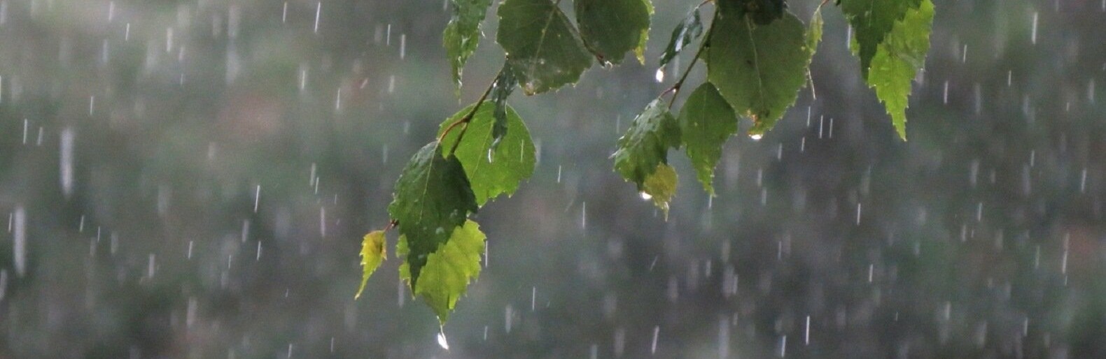 Целый день шел мелкий дождь. Дожди в Осетии.