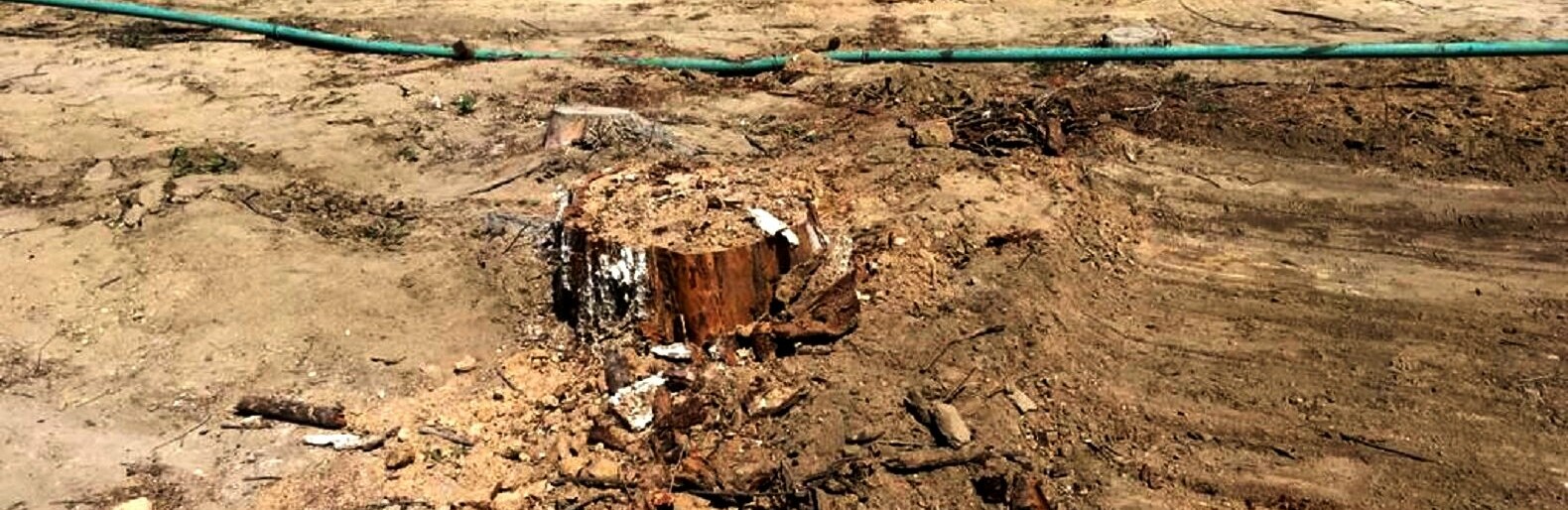 Самую зеленую аллею в Актау может заменить газон Самую зеленую аллею в Актау может заменить газон, Светлана Антонова