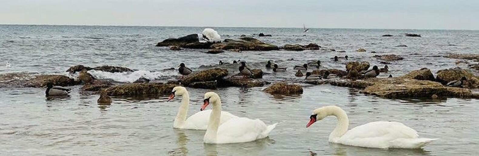 Лебеди в Актау. Фото: жительница Актау Лебеди в Актау. Фото: жительница Актау