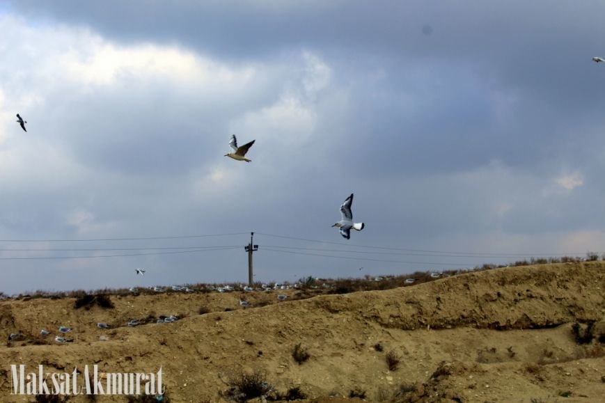 «Эй, а куда делись чайки в Актау?» (фото) (фото) - фото 5